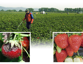 Frac Fungicide Chart